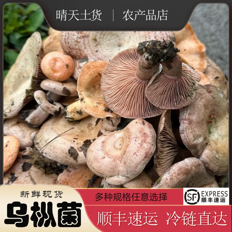 新鲜野生乌纵菌菌包 菌种野生 黄枞菌 松纵菌松菇