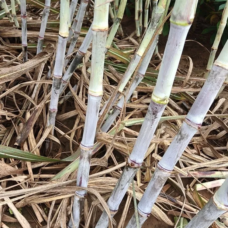 脆甜广西甘蔗柳城1912高糖高产抗倒耐旱拔节长大茎新品现砍现发邮