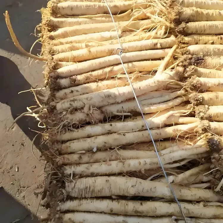 甘肃白条党参原产地直发（鲜货）