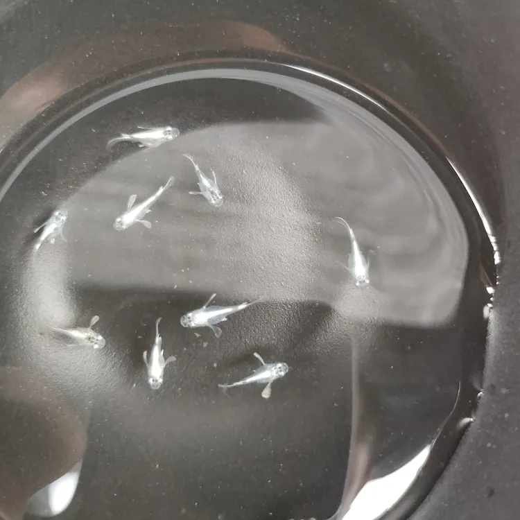 天使球体一对尺寸1厘米左右