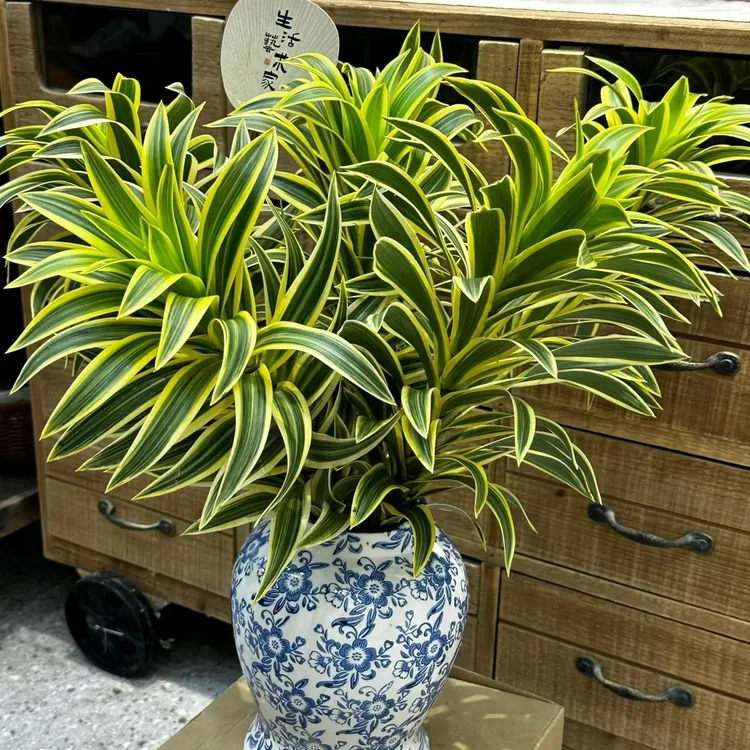百合竹鲜切花水培小众花材