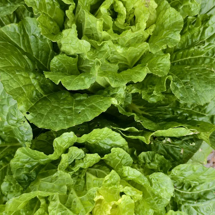 贵州高山农家自种大白菜蔬菜新鲜白菜现挖现发新鲜长安