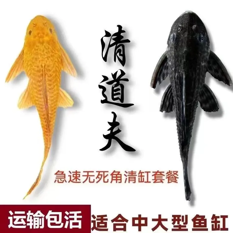 清道夫鱼缸清洁工鱼观赏热带淡水冷水专吃垃圾清理藻类残饵