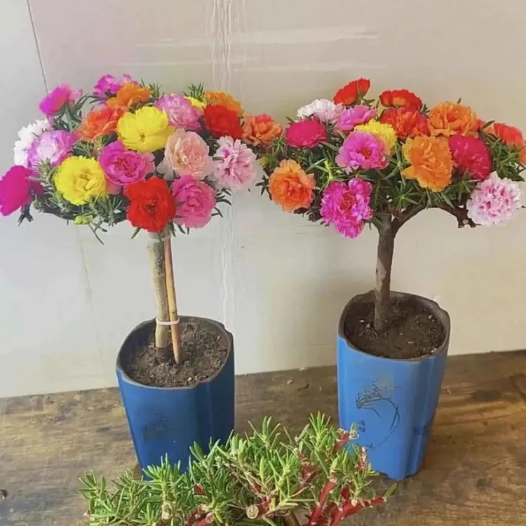 阳花老桩多年生耐热花卉阳台庭院四季开花