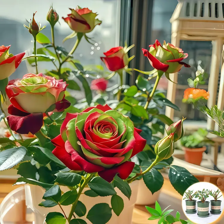 【苏格兰红绿】玫瑰花四季开花基地玫瑰室内外浓香观花绿植多年老桩