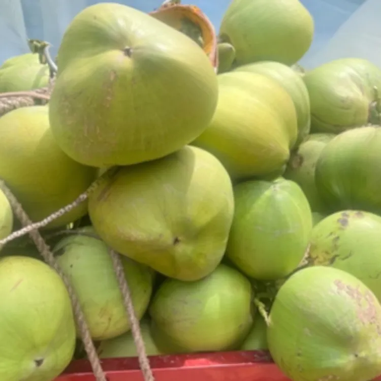 海南新鲜带皮椰青清甜多汁原生态孕妇天然水果