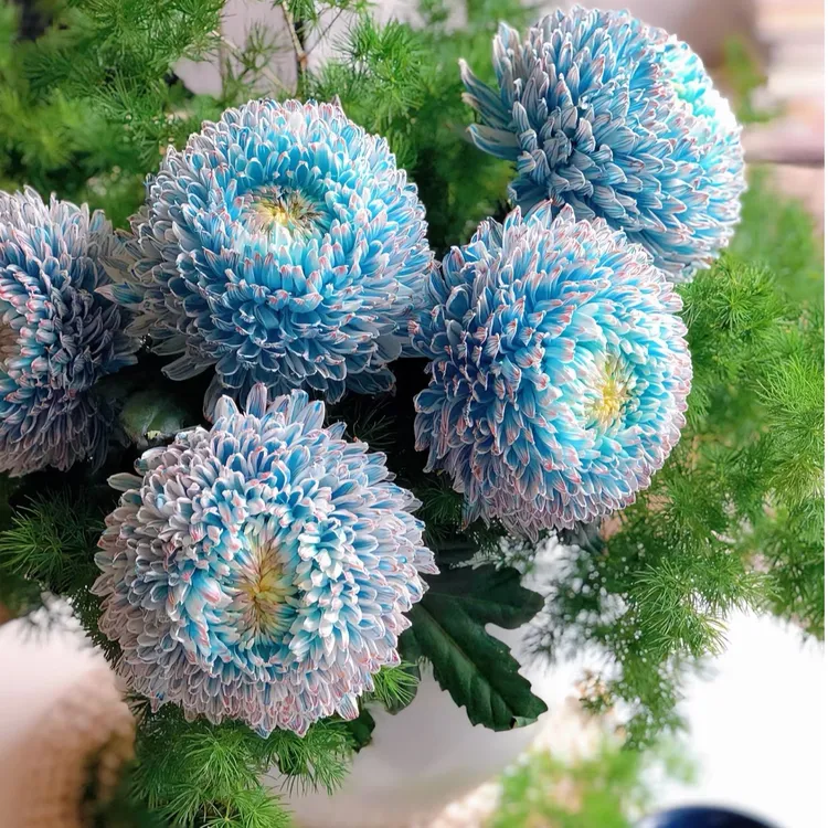 【花千氧】青花瓷牡丹菊云南鲜花基地直发水培花卉室内水养鲜切花
