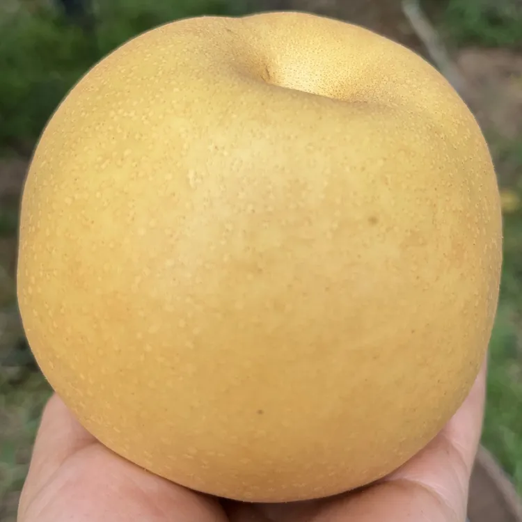 怀化黄金坳新鲜当季水果脆甜多汁产地现摘现发