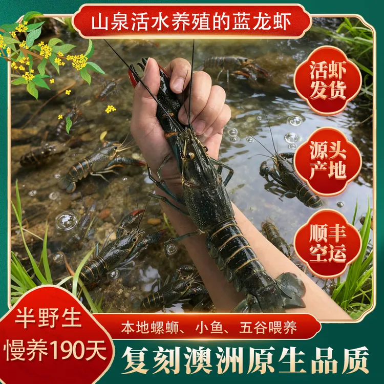 【活虾发货】2斤包邮澳洲淡水蓝龙虾小龙虾网红食材