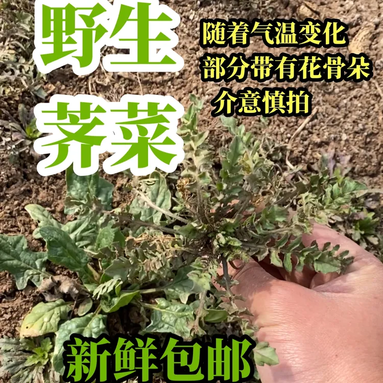 沂蒙山野生荠菜 现挖头茬季菜种植包饺子馄饨野菜2斤3斤4斤