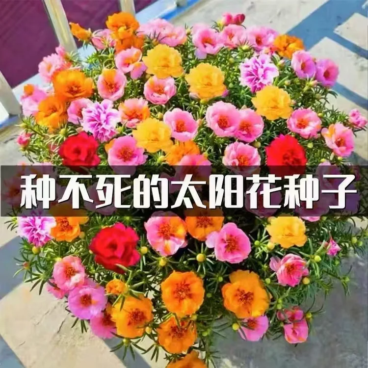 混色重瓣太阳花种子花籽五颜六色四季室内室外种植开花阳台庭院
