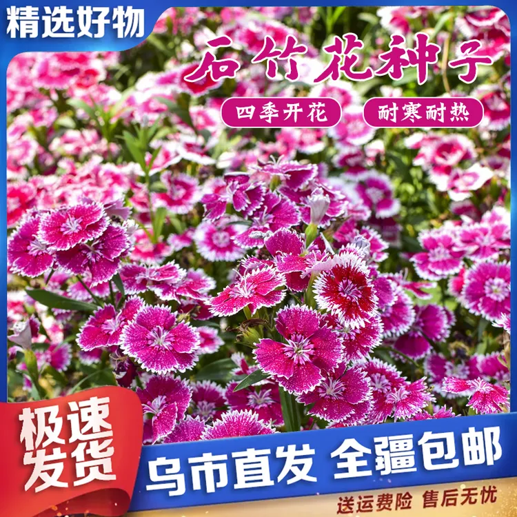 【新疆包邮】1000粒多年生欧五彩石石竹花种籽子竹四季开花播种室外