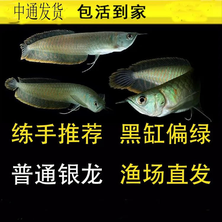 练手银龙鱼好养活渔场直销精品发货观赏鱼