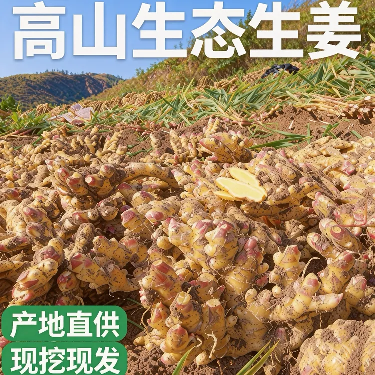 贵州高山现挖小黄姜新鲜生姜嫩姜土姜沙姜当季蔬菜自然生长香味