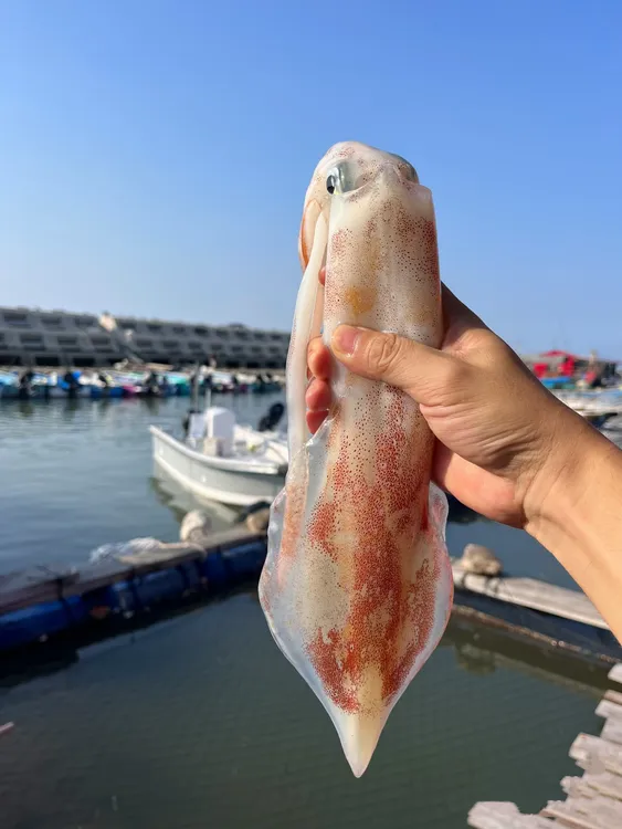 南澳手钓大管鱿鱼白灼新鲜活冻火箭筒野生海鲜