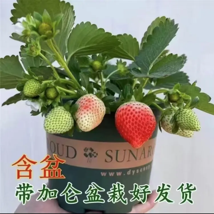草莓苗加仑盆原盆原土阳台盆栽奶油红颜草莓南北方种植当年结果