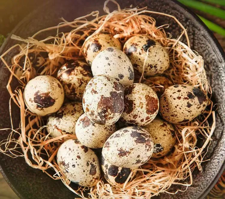 整箱新鲜鹌鹑蛋营养丰富杂粮喂养生鹌鹑蛋当天现捡现发鸟蛋