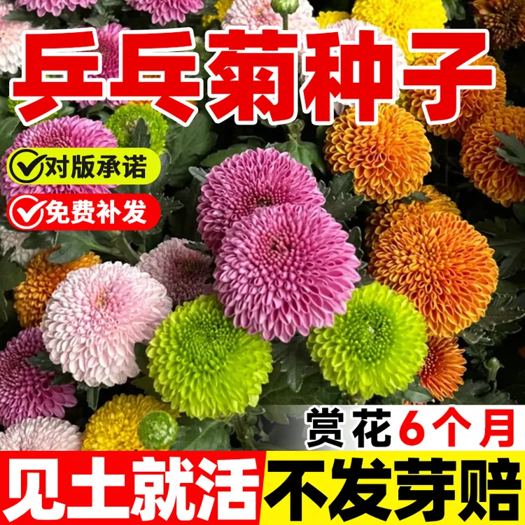 【新疆西藏包邮】乒乓菊花种子小雏菊易爆盆四季开花易种活室内外花