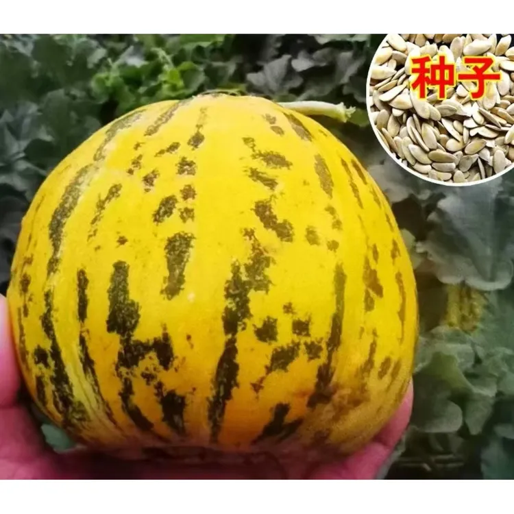 八里香甜瓜种子家庭阳台小院盆栽地栽四季种植