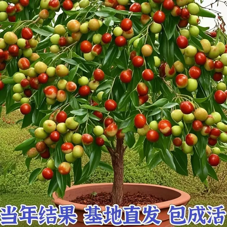 【脆枣】冬枣树苗嫁接枣树苗耐寒南北方种植大红枣蟠枣苗当年结果