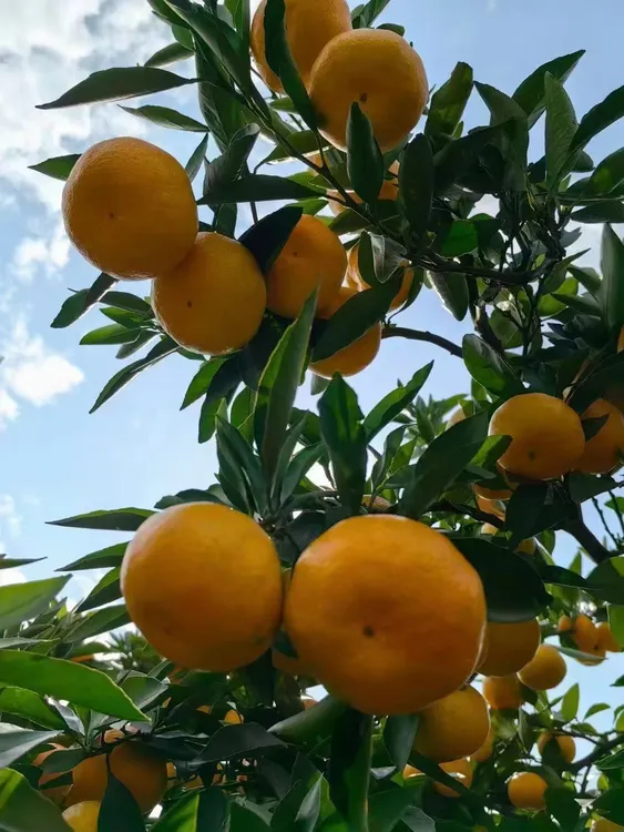 石门秀坪蜜桔新鲜当季无籽多汁清甜可口水果