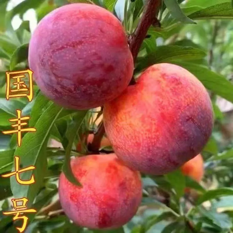 国峰七号李子果树苗嫁接蜂糖李子树苗南北方庭院种植耐寒李子树苗