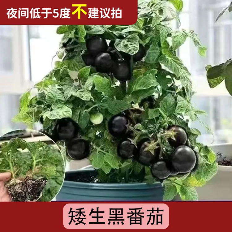 【矮生黑番茄】番茄苗秧四季盆栽带土球老品种沙瓤毛粉（带土发货）
