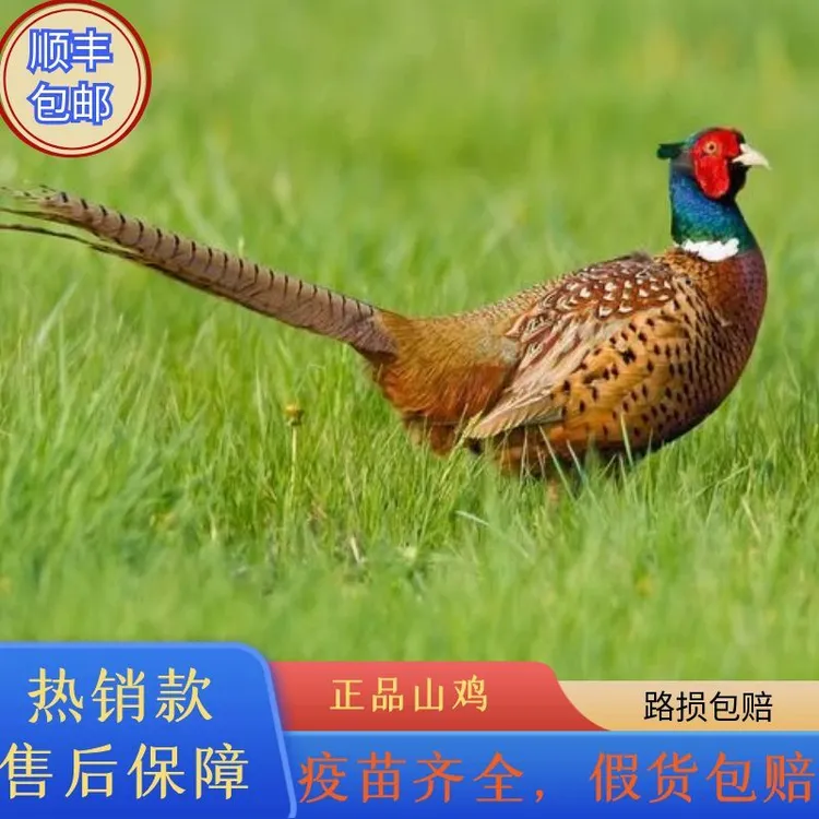 真品跑山鸡七彩的孔雀蓝山鸡活体顺丰包邮发货健康农家养殖绿色