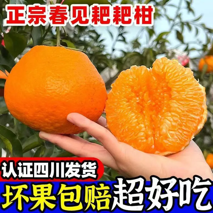 F四川春见耙耙柑新鲜应季香甜多汁试吃升级