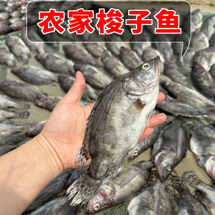 【不是臭鳜鱼】风干阳干鳜鱼梭子鱼【3~10斤】淡水鱼水产淡水小鱼干