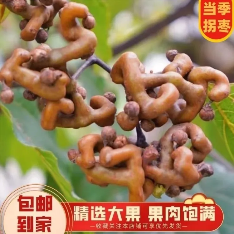 新鲜拐枣鲜果野生现摘现发枳椇子可泡酒可生吃的云南鸡爪梨万寿果