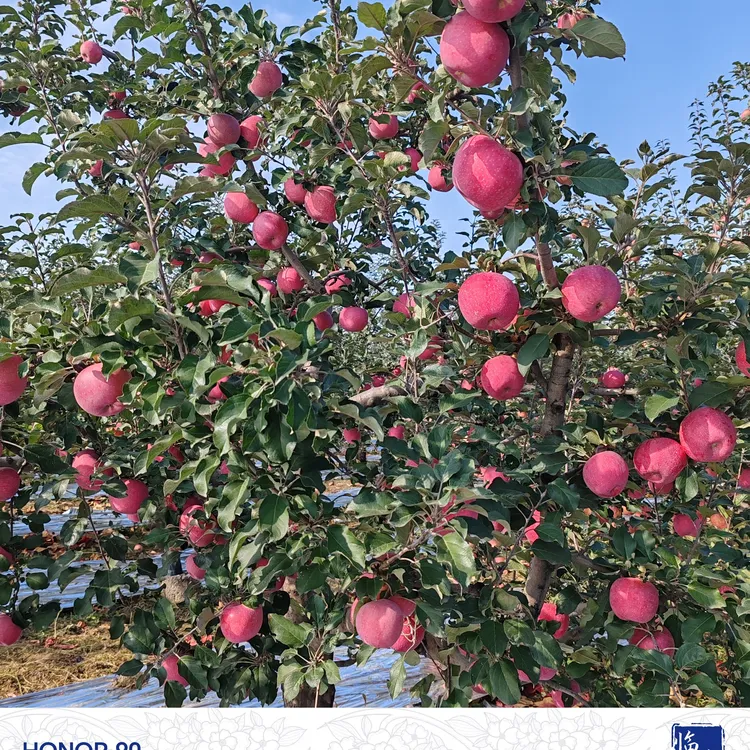 永和乾坤湾乡条纹红富士苹果大苹果新鲜苹果脆甜多汁新鲜应季水果