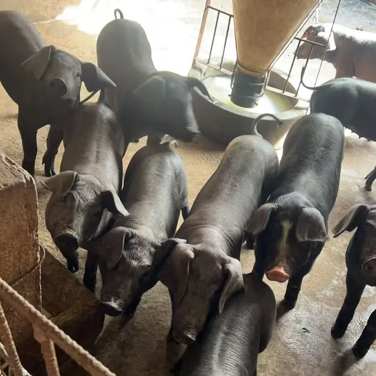 原种黑崽猪太湖小猪仔活苗黑猪定金