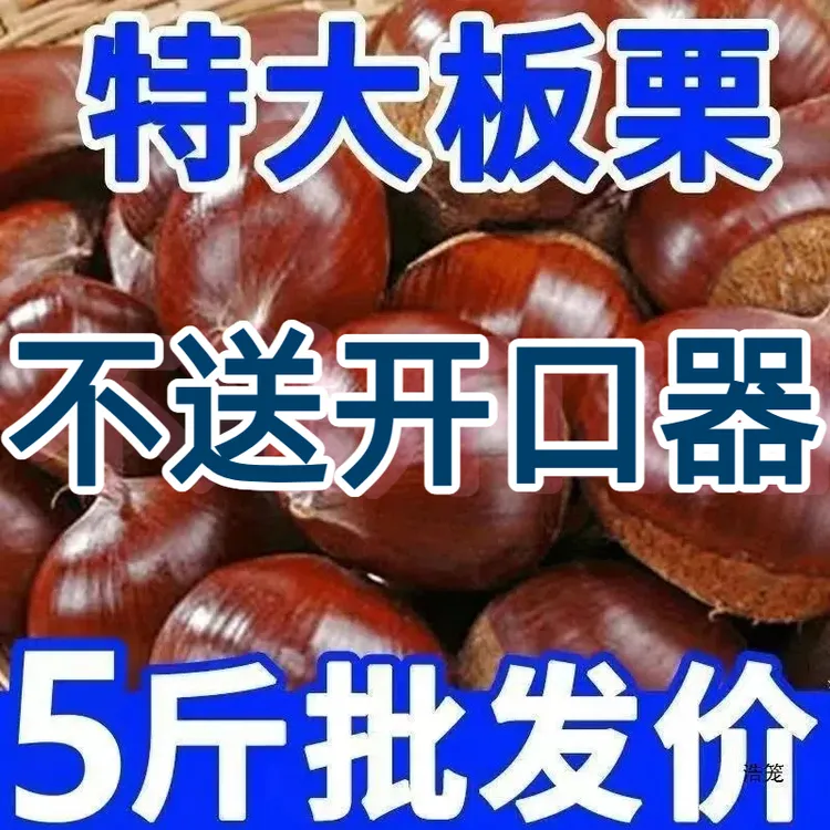 【不送开口器】2025正宗丹东大板栗高山老树非油栗非锥栗难剥皮