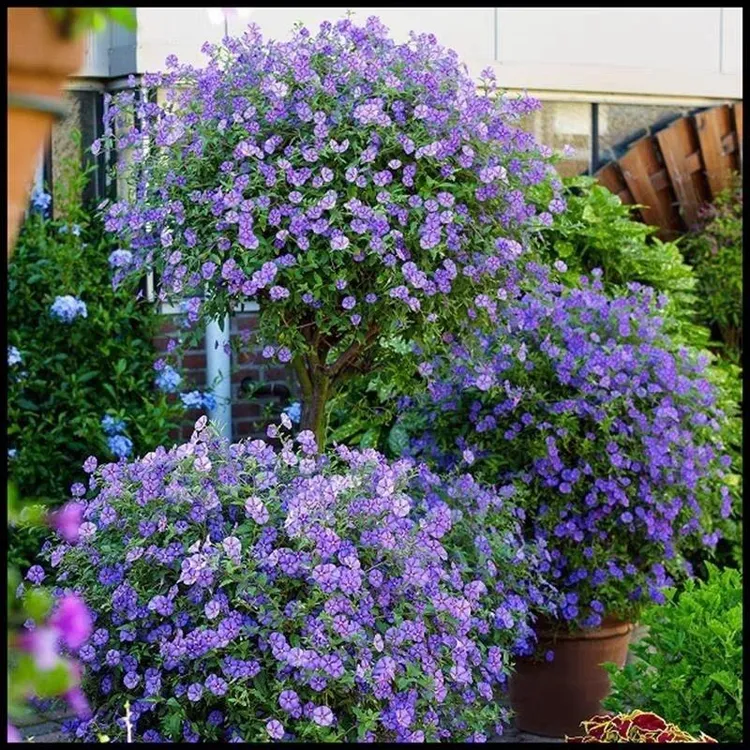 蓝花茄花苗盆栽阳台庭院花园多年生丰花小灌木开花卉绿植耐寒耐热