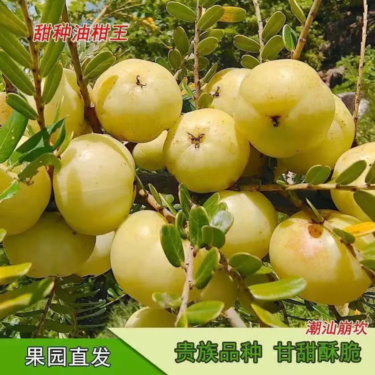 新鲜高山酸甜油甘果余甘子潮汕特色水果