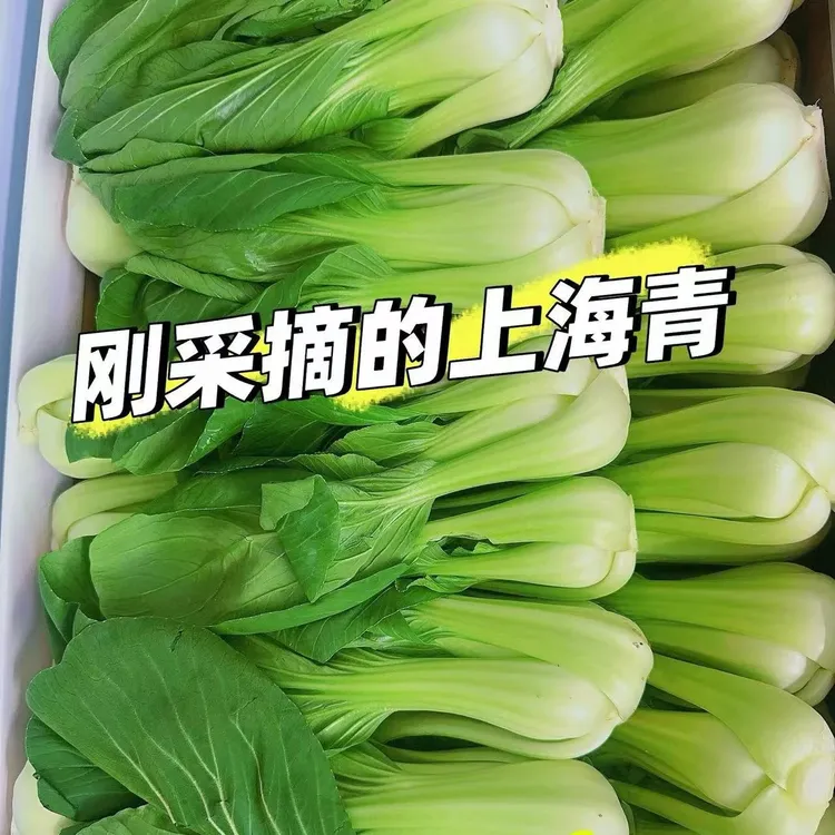 上海青新鲜蔬菜现采现发小青菜矮脚菜四季青