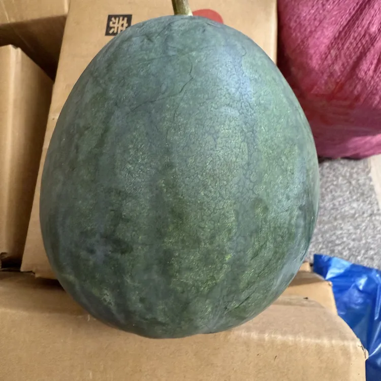 余干露天彩瓜 嫩打瓜 腌制酸瓜皮材料 余干特色菜