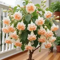 【特价】宝莲灯花浓香植物盆栽室内阳台庭院耐寒耐热懒人绿植耐寒