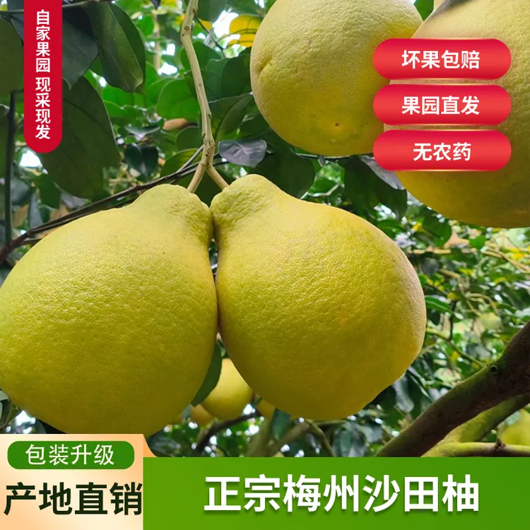 广东梅县沙田柚纯甜优质梅州金柚甜蜜水果老树果包邮