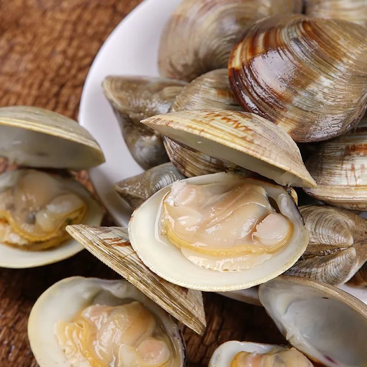 新鲜肥美无沙大蛤蜊文蛤5斤美贝极兔速递发货坏了包赔花甲文贝