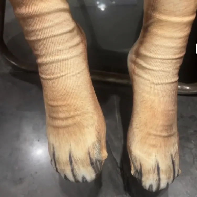 狗爪袜子动物脚仿真袜子猫爪袜老鹰老虎狗中筒袜个性可爱3D动物
