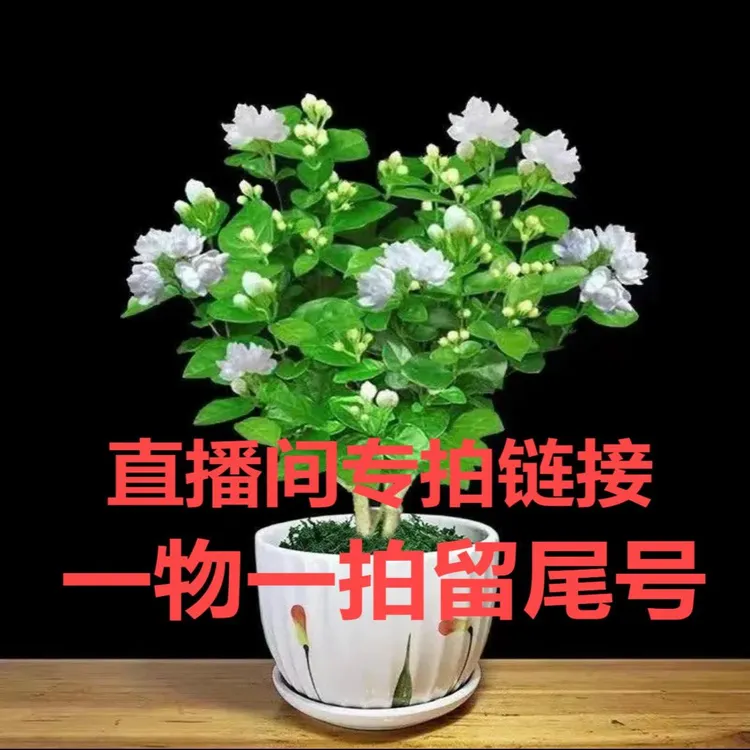 茉莉花盆栽老桩苗栽培园艺花卉种植盆景苗木横州茉莉花老桩