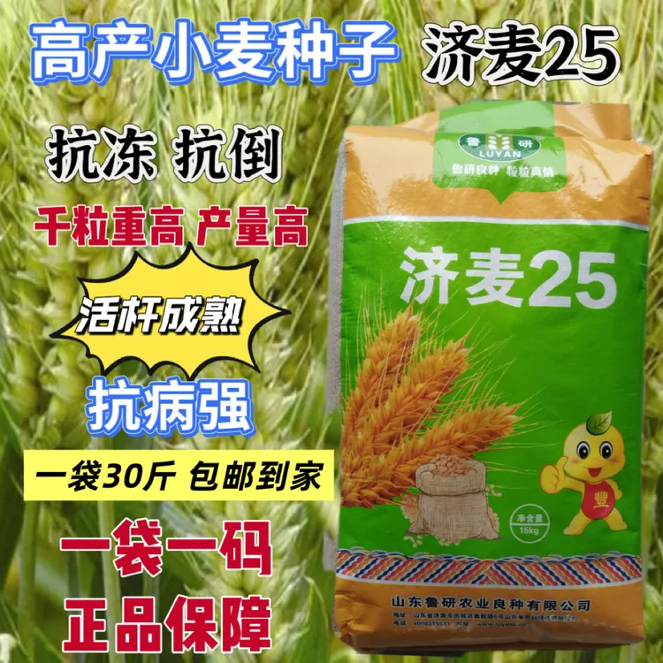 国审高产麦种济麦25抗病抗倒强冬性耐旱耐盐碱鲁研济麦25原装正品
