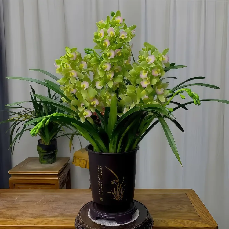 兰花【香水香兰】兰花苗大花蕙兰绿植室内花卉盆栽绿植浓香型精品