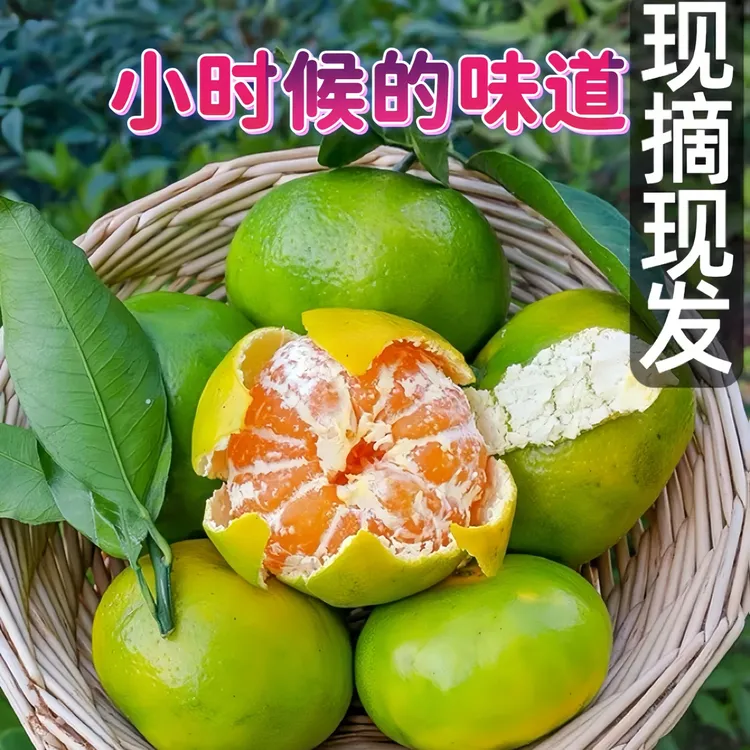 【助力专属】湖北宜昌青皮蜜桔酸甜橘子无籽新鲜现摘蜜橘当季桔子