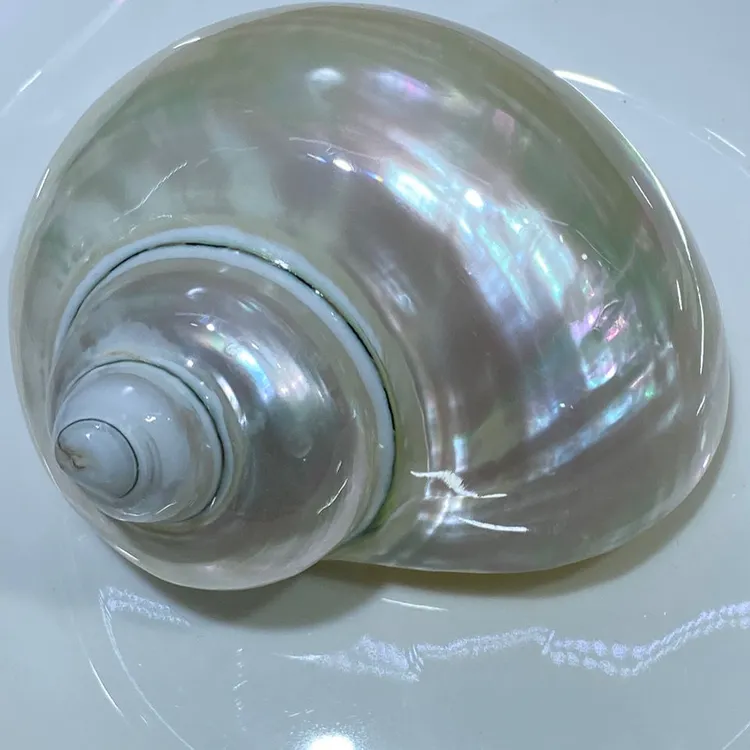 炫彩光泽月光螺手感光滑白夜光螺鱼缸水族造景寄居蟹繁殖壳