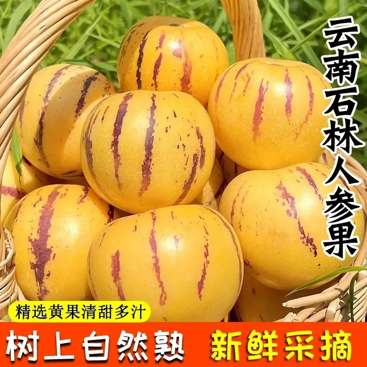 【新果产地直发】云南石林人参果新鲜水果圆果黄果人参果黄心批发