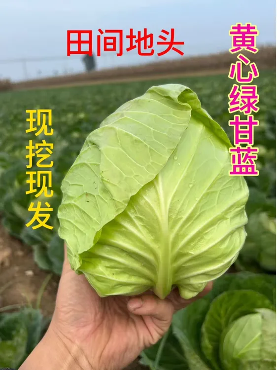 露天种植黄心绿甘蓝