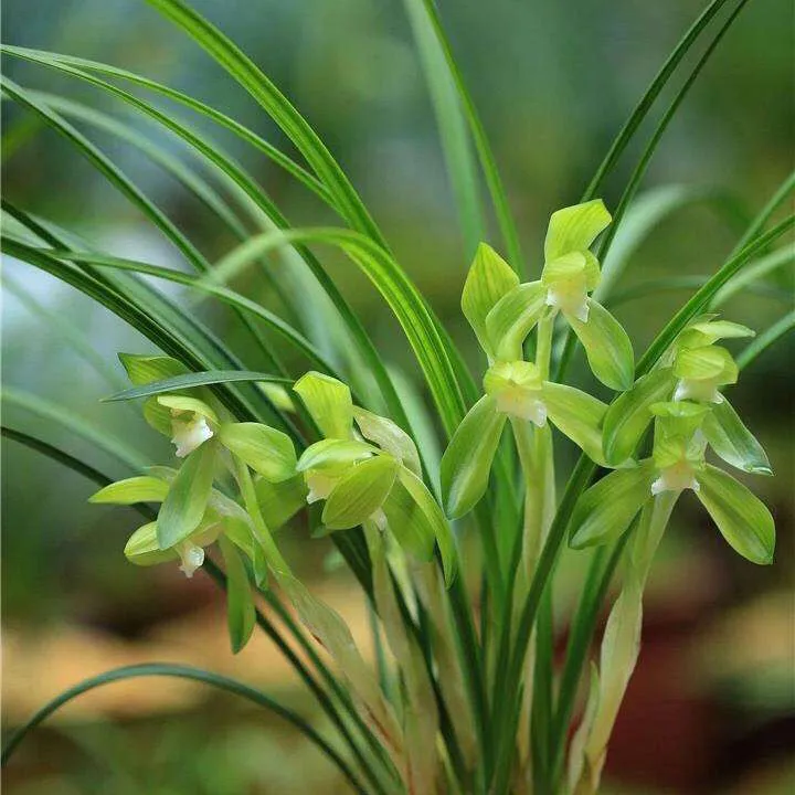 春兰 张荷素 兰花 春兰 老品种 绿植花卉盆栽 花期有带花苞